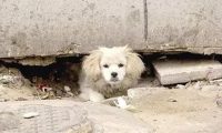 流浪狗过世后没有人搭话,发觉它的遗体下竟藏着……