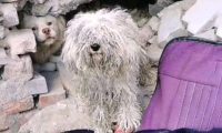 一只穿着小红鞋的流浪比熊犬，都要捂出皮肤病了，它还不舍得脱掉