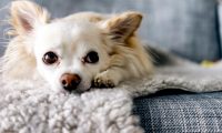 史宾格犬被丢在路边,拖着后腿追赶主人,主人头也不回转身离开