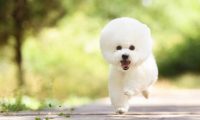 2021年犬只领养开放活动开始,泰迪、贵宾、萨摩耶等小可爱,等你领回家