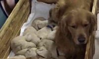 金毛生了一窝小奶狗,主人看了无奈,哪位狗崽子的父亲