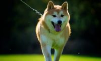 上门帮喂猫代遛狗 职业“宠托师” 您敢托付吗?