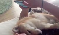 男主人看手机时，一不小心砸中怀里的柴犬，狗：确认过眼神是懂你的人！
