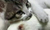 猫咪跟耗子在一起了?“吃瓜狗”有点看不下去了!