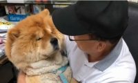 九岁松狮犬因病得福 深得阿公宠爱