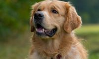 未戴嘴套金毛犬挣脱牵引绳咬伤泰迪犬,金毛犬主人被判全责