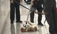 南充一学校保安打伤流浪狗引争议，学校回应：该狗已被救助