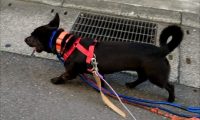 狗狗身上为何戴4条绳子，主人道出原因：太爱它！