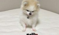 狗狗把唇膏咬断了,主人叫它回来质问,耳朵里面一瞬间消退,心里不安了吧?
