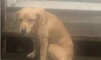 九岁流浪狗误闯陌生人家里，意外找到幸福生活！
