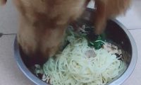 小狗沉溺于吃荤，应对盆里鲜面条没什么胃口，逼得主人家使招式应对