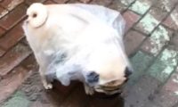 穿自制雨衣出门，狗狗突然不开心，主人安慰：穷人的狗子早当家！