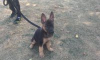 道上捡回一个树枝，德牧认为是“逗狗棒”，它给抢去