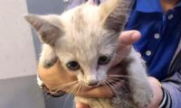 小奶猫蜷缩在墙角瘦成皮包骨,被善良小哥收留后,颜值惊艳众人!