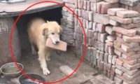 带金毛回农村,被当做小土狗养了数月,狗狗日渐削瘦