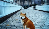 柴犬不想回家, 被宠主拉成了大饼脸, 它一脸得瑟: 咱靠实力