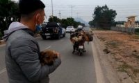 一笼子的狗被送去狗肉馆，好心小伙只救下一只，内心无奈又自责