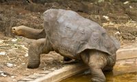 加拉帕戈斯象龟身份信息