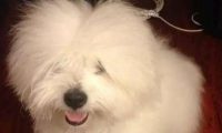 狗儿咬电线玩，一瞬间被电成这副样子，主人看过都笑岔气！