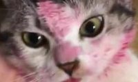 出门前让猫狗看着孩子,回来后主人看到猫狗的脸,气得脸都绿了!