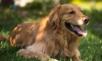 被养殖场淘汰的金毛犬，只能在笼子讨要食物