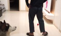 主人装作倒下检测狗子反映，三只狗狗却爱理不理：这货又病发了？