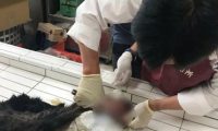 土狗被大爷掷哑铃击中致死，因为抢吃了鸡排