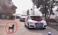 女子嫁人，家狗紧追婚车10多公里送亲