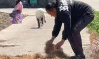 主人在门口干农活时,狗狗的举动让人感动:真没白养你啊