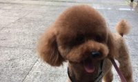 遛猫遛狗时，边牧将泰迪咬成受伤！泰迪主人家：边牧主人家一去不回