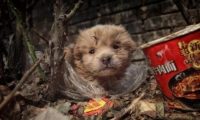 中华田园犬躲在垃圾堆里，畏畏缩缩十分害怕