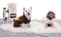 高科技宠物基地 | “高科技梦幻犬舍”萌宠也爱智能生活