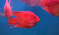 血鹦鹉身份信息