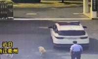 两只大狗紧跟警车来到派出所，会握手听从指令，一查身份让人意外