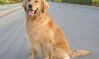 狗只吃素食会不会死 | 金毛犬主人全家只吃素食，竟要求金毛也吃素，最终竟被饿死！