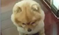 主人一说“馒头”，狗狗立即喊“嗷”，太逗了！