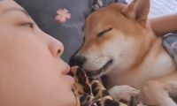 铲屎官捡了只柴犬帮自身暖床,二哈看后不高兴了:你外边有狗了