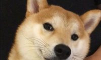 铲屎官给柴犬剪指甲, 没想到, 一时失手, 柴眼里都是泪花, 心疼死了