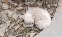 漂亮小奶狗躺路边,再见时狗狗已经在垃圾堆