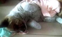 主人收留了一只田园犬,没几日就学好經典姿势,比二哈更深得人心