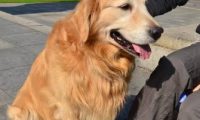 金毛犬在床上撒尿，主人拿起拖鞋就想教育！