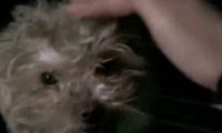 流浪狗在马路上乱窜,女生犹豫片刻开车调头来找,它竟乖巧的出奇