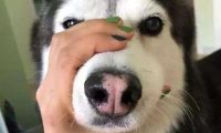 主人嫌哈士奇太吵,给它戴着嘴套睡觉,隔天发现狗狗长睡不醒了