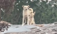 主人搬走房子塌了，狗妈妈带着孩子生活在废墟上等待