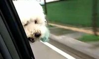 主人搬家带走比熊犬, 将土狗遗弃