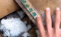 暴雨后门口多出了个纸箱，男子打开后愣住了：谁放门口的小奶狗？