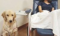 金毛犬照料生病主人家体贴入微，洗衣服脱袜子，无所不能