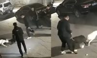 流浪猫被烈性犬咬死,长春警方通报:3名犬主被处罚!