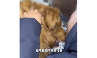 网红狗“金子”生病离世，主人把它的亲生弟弟接回家，看哭千万网友…