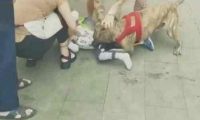 宠物店将恶犬栓门口,4岁男童被咬住不放,网友:老板真该死
